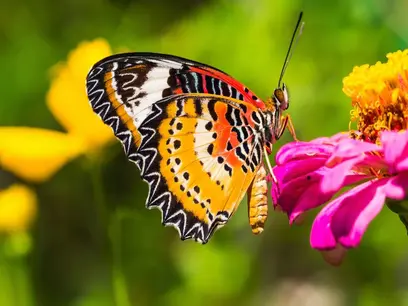 The Butterfly Atrium at Hershey Gardens
